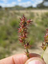 Image result for Cenchrus incertus