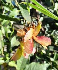 Image result for Heteropterys glabra