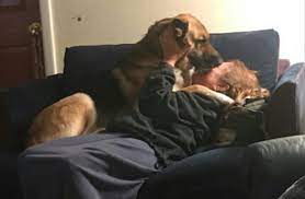 My Pup Comforting Me And Licking My Tears Dog Is My Shepherd Aww
