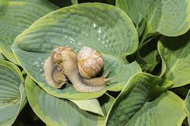 If your yard gets flooded, we will reschedule your pest. Common Hosta Pests Treating Bugs On Hosta Plants