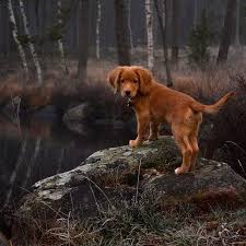 Check spelling or type a new query. Nova Scotia Duck Tolling Retriever Grosse