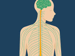 All internal organs are situated in the chest and abdomen. How Many Nerves Are In The Human Body Function Length And More