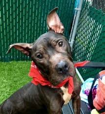 Onyx A1126028 Dogs Cute Animal Photos Animal Help