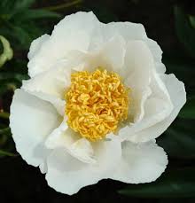Herbaceous, perennial with white flowers tinged with pink. 00681 Paeonia Krinkled White Type Herbaceous Peony Species Cultivar Lactiflora Origination Brand Krinkled White Brand 1928 Single White Midseason A Large Flower With Great Broad Pure White Petals Like Krinkeld Paper Stems Straight
