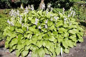 Miniature hostas, like hosta 'blue mouse ears,' are a great choice for edging, although even a classic like green and white hosta undulata can fill in along a bed edge, provided it's shorter than the plants. Hosta Plantaginea Wikipedia
