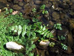 Image result for Afrosciadium