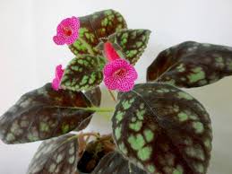 Image result for Microcoelia koehleri