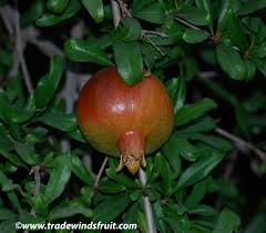 Image result for Punicaceae