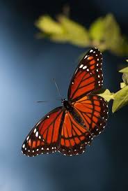 Pin On Butterflies