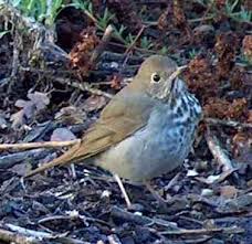 We did not find results for: The Hermit Thrush Catharus Guttatus Likes Leaf Litter