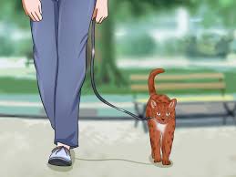 All of these are natural repellents that are safe to use. How To Keep A Cat From Running Out The Door 8 Steps