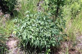 Image result for Dolichos kilimandscharicus