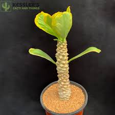 Image result for Euphorbia daviesii