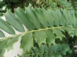 Image result for Ficalhoa