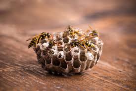 Despite some not even recognising wasps as a pest, they can be one of the most difficult pest infestations to deal with. 24 7 Pest Control Covering Essex London Tracker Pest Control
