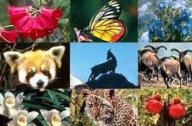 The tropical circumstances and the extensive rainforests have led to a huge diversity of plant and animal species. Flora Dan Fauna Pengertian Jenis Gambar Dan Persebarannya