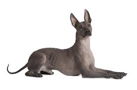 Il cane nudo messicano la femmina finirà per crescere a 12 mesi. Xoloitzcuintle Il Cane Nudo Elegante E Misterioso