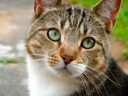 The most distinctive and defining feature of a tabby cat is the m on their forehead. Tabby Cat Facts And The Mystery Of The M Pawesome Cats