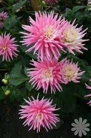 Pink Princess Planten Dahlia S Tuinieren