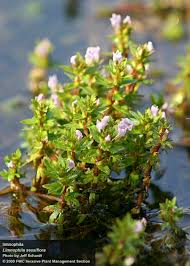 Image result for Limnophila fluviatilis