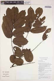 Image result for Pterygota mildbraedii