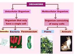 Maybe you would like to learn more about one of these? Unicellular Vs Multicellular Organisms Unicellular Vs Multicellular Organisms