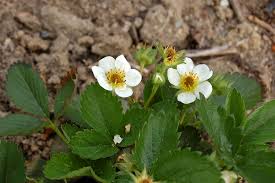 Image result for květopas jahodníkový