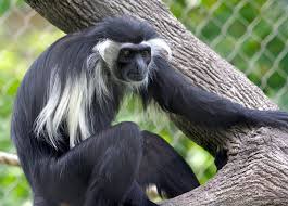 Gereza Angolanska Wikipedia Wolna Encyklopedia Primates Angola Democratic Republic Of The Congo