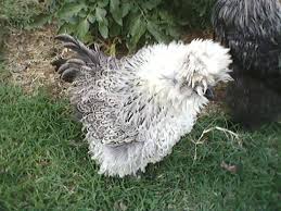 12 Silkie And Sizzle Eggs Cute Chickens Silkies Chicken Breeds