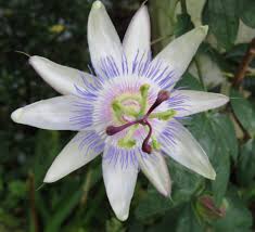 Image result for Passifloraceae