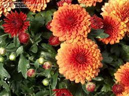Chrysanthemum X Morifolium Flower Uses Best Flower Wallpaper