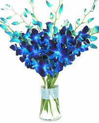 The popular blue phalaenopsis orchids sold these days are simply pure white flowers that were meticulously dyed. Eflowerwholesale Premium Cut Blue Orchids 10 Stems Orchid With Rhinestone Mesh Ribbon Vase Buy Online In Angola At Angola Desertcart Com Productid 34379637