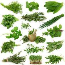 We did not find results for: Tanaman Herbal 26 Manfaat Daun Gedi Bagi Kesehatan Facebook