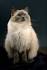 Ragdoll Cats | EVERYTHING You Need To Know About Ragdoll ...