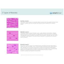 3 Types Of Muscles