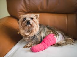 Modesto based american pet hospital excels in the science of veterinary medicine and was founded in 1990. Common Injuries In Dogs