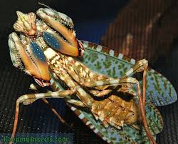 Image result for Blepharis dunensis