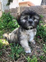 For the best experience, we recommend you upgrade to the latest version of chrome or safari. Shih Tzu Puppies 400 Northeast Garden Items For Sale El Paso Tx Shoppok