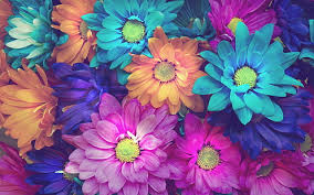 Maybe you would like to learn more about one of these? Hd Wallpaper Colorful Daisy Flowers Pink Blue Orange Decorative Dahlias Wallpaper Flare