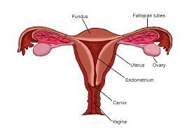 Here is the gross appearance of a normal uterus with fundus, lower uterine segment, cervix, vaginal cuff, right fallopian tube, left fallopian tube, right ovary. Female Reproductive Anatomy True