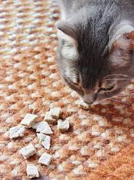 Friandises Pour Chat Faites Maison Friandises Pour Chat Friandise Pour Chat Et Meme Chat