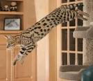East Coast Savannahs - Savannah cats and kittens