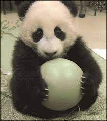 This Panda Who Hey Don T Touch My Ball Animal Gifs Cute Animals Funny Animals
