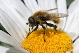 The flies lay their eggs at the end of june in the ground around the narcissi, a single. 26 885 Fly Pest Photos Free Royalty Free Stock Photos From Dreamstime