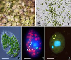 Image result for Utricularia reflexa