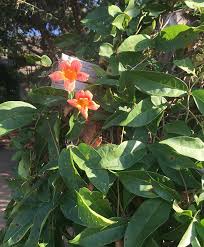 How about an eunomeous to a trellis. Gorgeous Vines For Shade And Privacy Finegardening