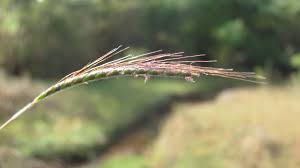 Image result for Dichanthium