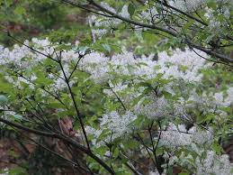 アオダモの花言葉 花や木の特徴 紅葉も楽しめる Greensnap グリーンスナップ