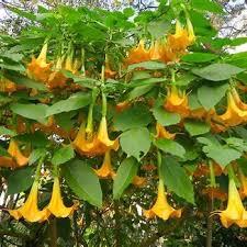 Image result for durman obecný plod