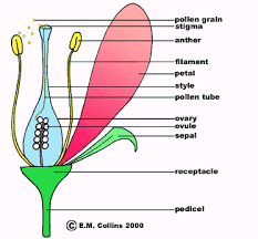 Can any one pl tell me what r vegetative parts of flower. Flamboyant Flower Steemkr